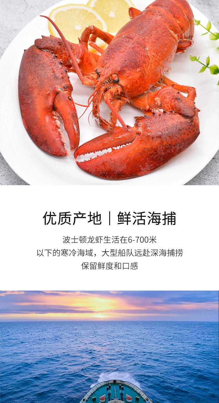 【鲜活】巴鲜岛 进口鲜活波士顿龙虾 450-550g 1只装