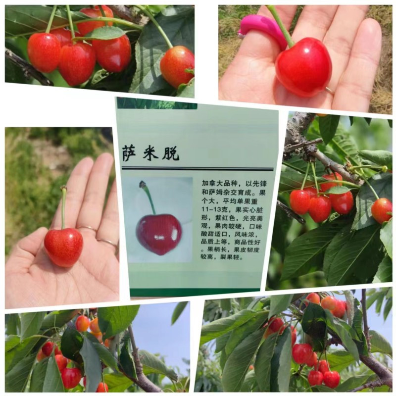 农家自产 山东美早萨米脱大樱桃头茬现摘现发2.8/4.8斤（山东省内）
