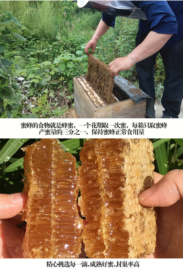 紫英庄 土蜂蜜500g*2  贴心两罐装 送304不锈钢甜品勺