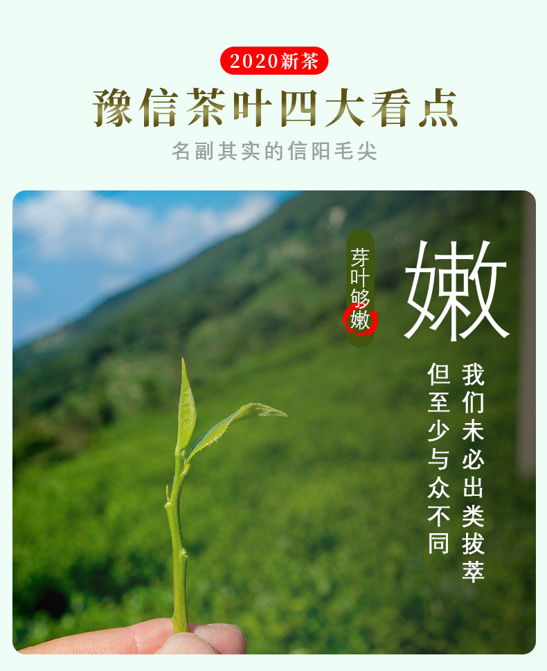 豫信信阳毛尖茶2020新茶嫩芽茶叶散装绿茶浓香型春茶125g