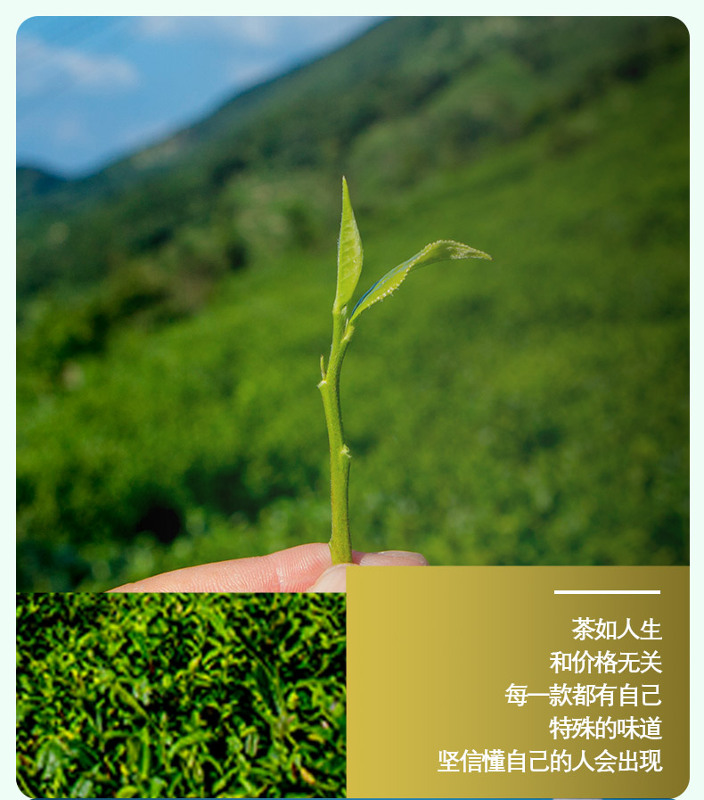 豫信信阳毛尖茶2020新茶嫩芽茶叶散装绿茶浓香型春茶125g