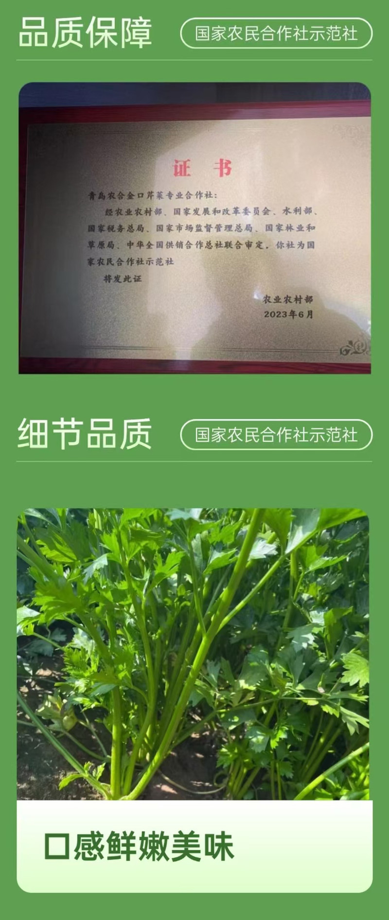 农家自产 【山东邮政年货节】即墨金口芹菜2斤礼盒装