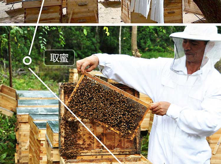 婆罗皇 马来西亚进口 热带雨林蜂蜜500g/瓶