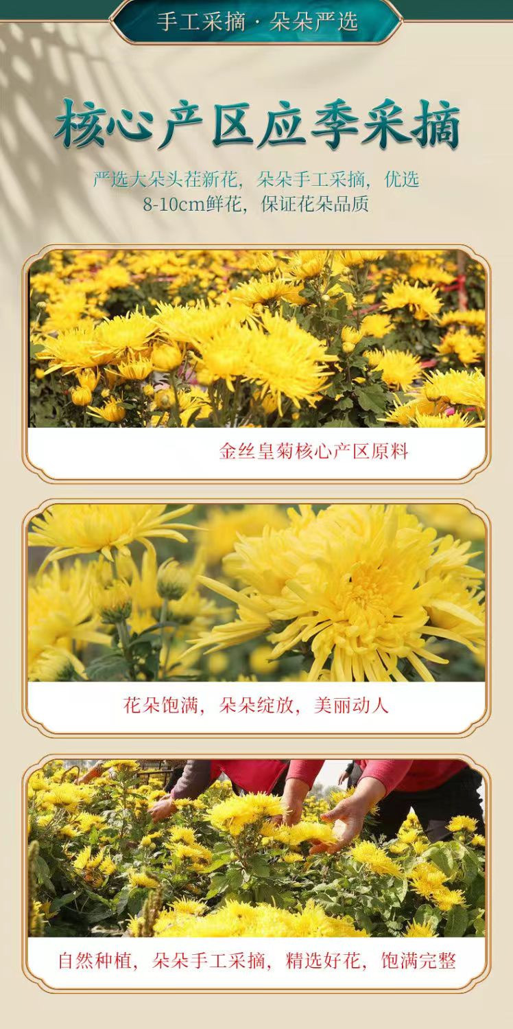 农家自产 【山东邮政】菊花茶金丝皇菊大朵一杯花茶