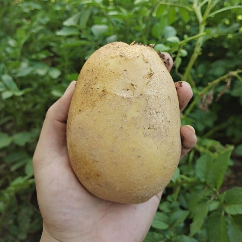 黄心土豆 2/5/10斤装马铃薯洋芋精品蔬菜土豆批发
