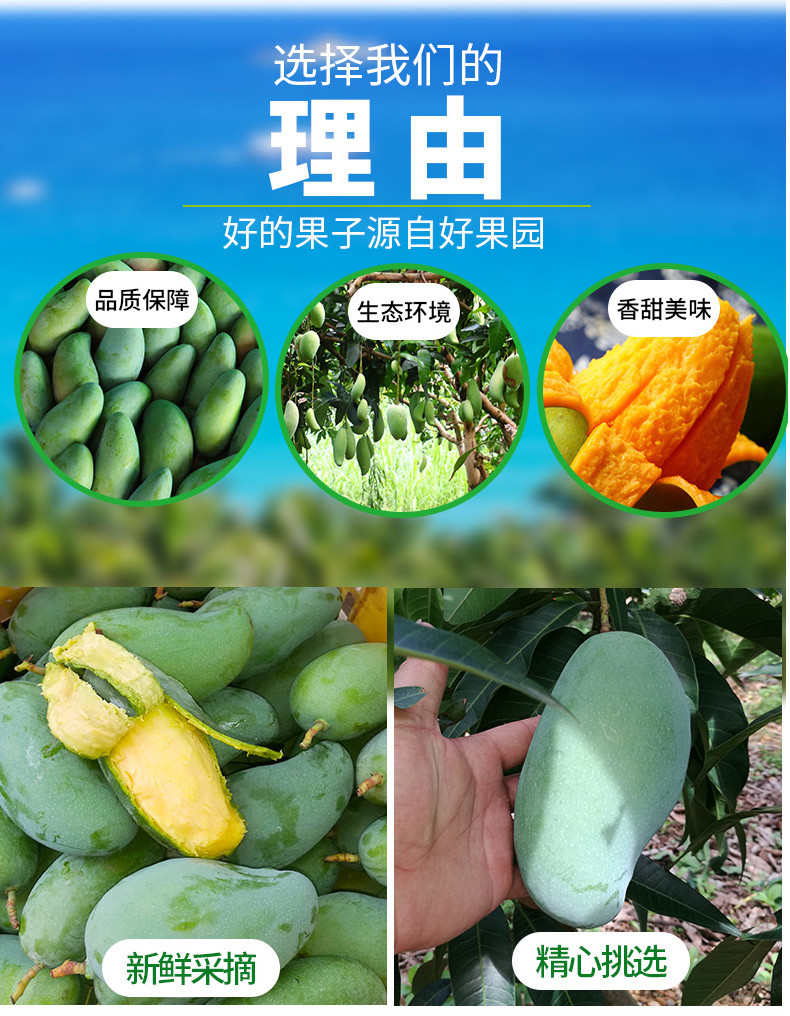 【券后68元起】10斤广西桂七芒果/台芒/苹果芒/大金煌 芒果生鲜时令水果