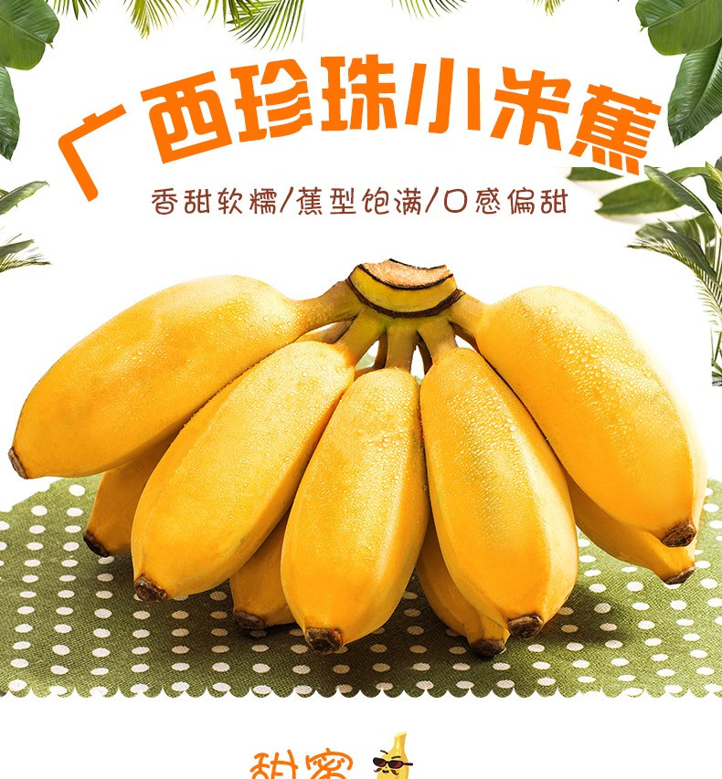 【第二份半价】小米蕉5斤装 新鲜水果当应季小香蕉芝麻蕉苹果蕉芒果蕉非红香蕉现摘现发孕妇包邮