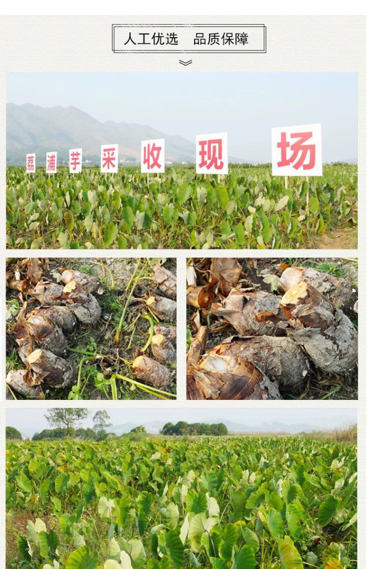 【第二份半价】荔浦芋头5斤装 新鲜槟榔芋香芋3-5个奶油芋广西桂林荔浦特产现挖现发包邮