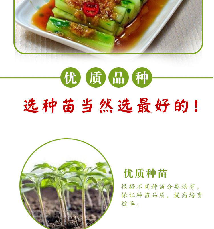 【下单领券减10元】山东水果黄瓜5斤装 新鲜现摘荷兰无刺脆嫩小青瓜孕妇蔬菜有滋有菋包邮