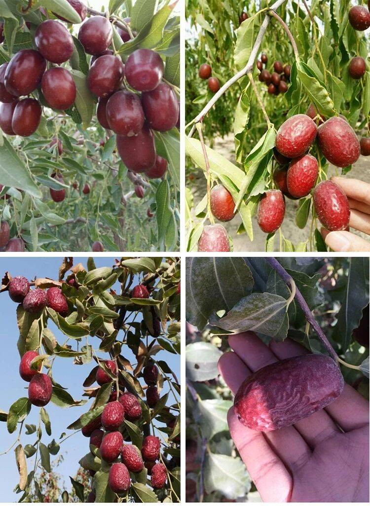 新疆若羌红枣灰枣2斤原生态红枣新货未清洗吊干小红枣特产零食