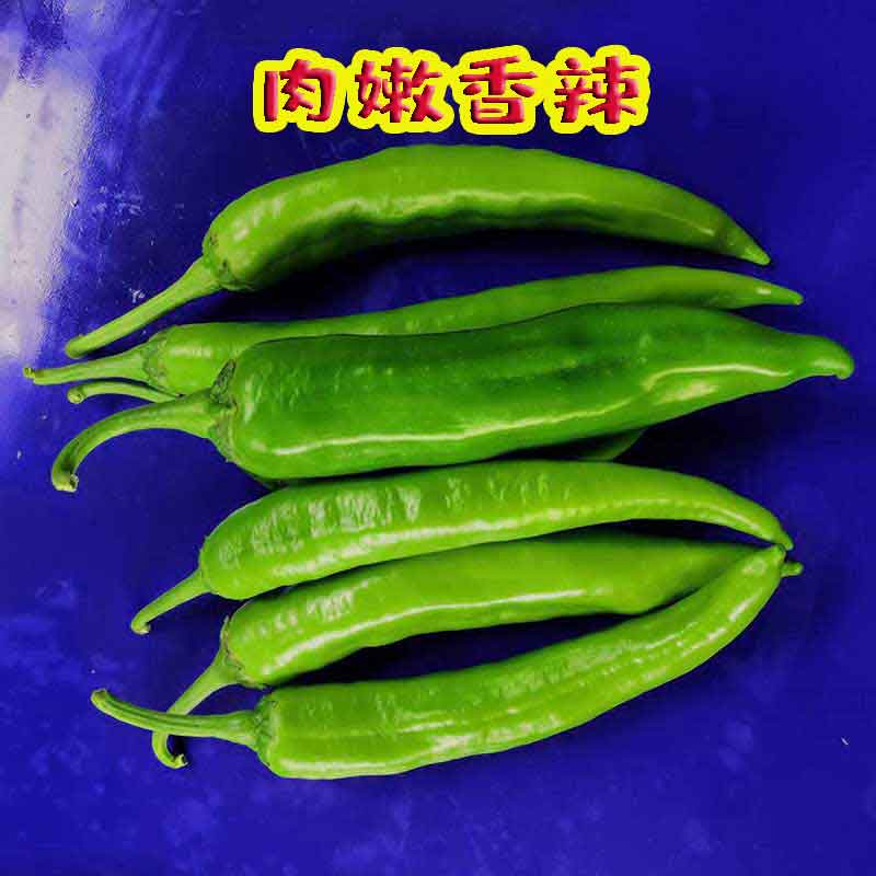 新鲜青椒5斤青椒 鲜辣椒新鲜蔬菜椒 现摘辣椒