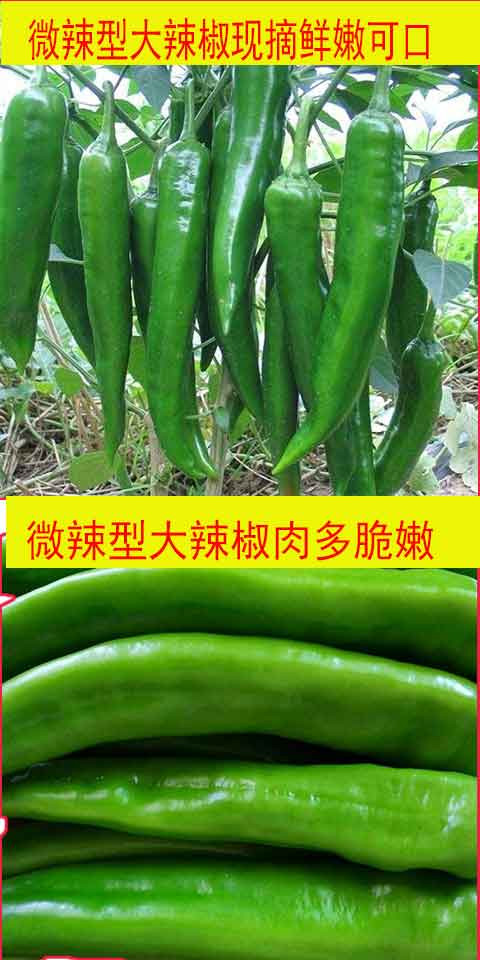 新鲜青椒5斤青椒 鲜辣椒新鲜蔬菜椒 现摘辣椒