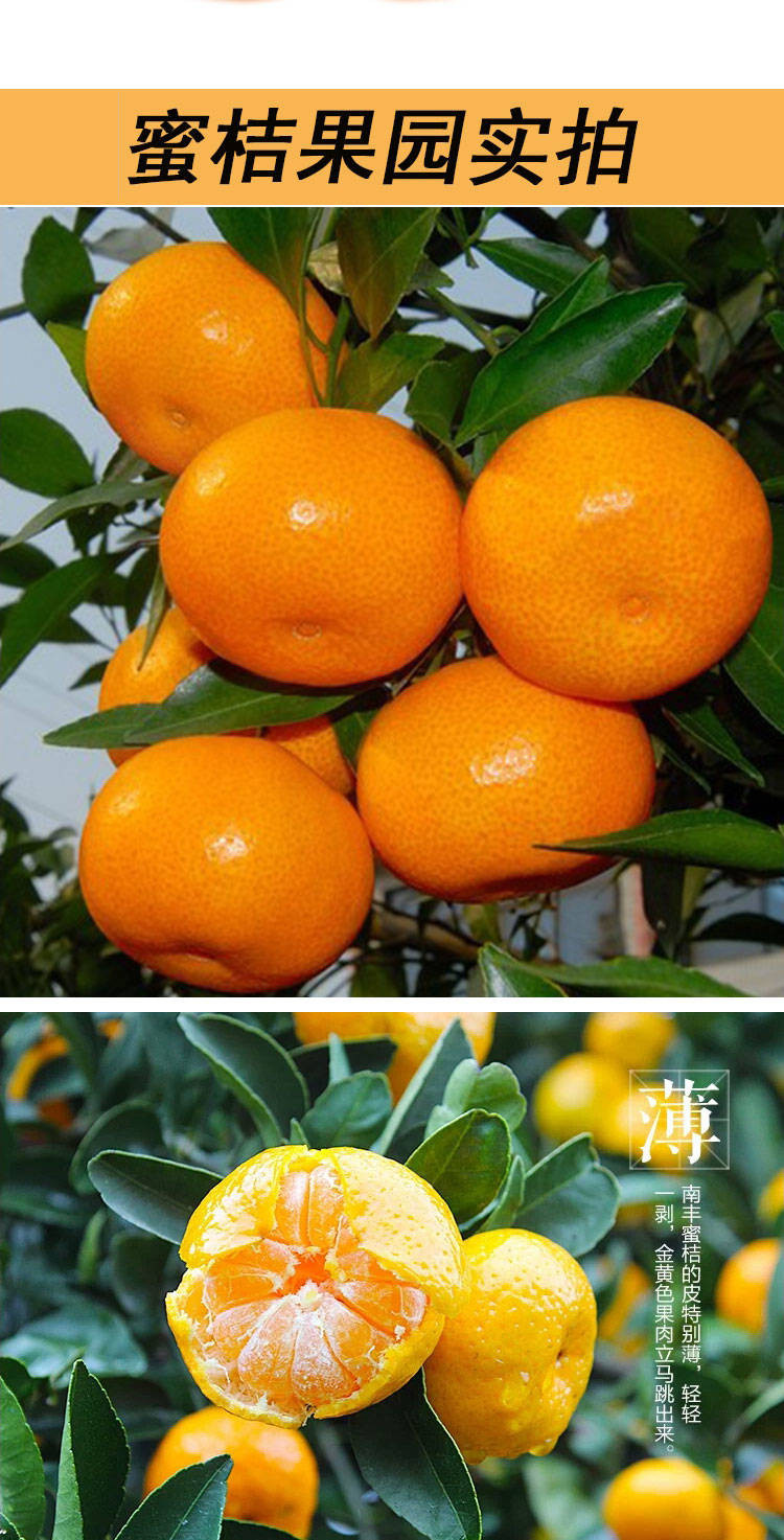 江西南丰蜜桔新鲜贡桔绿色水果桔子现摘橘子味甜沙糖桔子丑桔甜橘