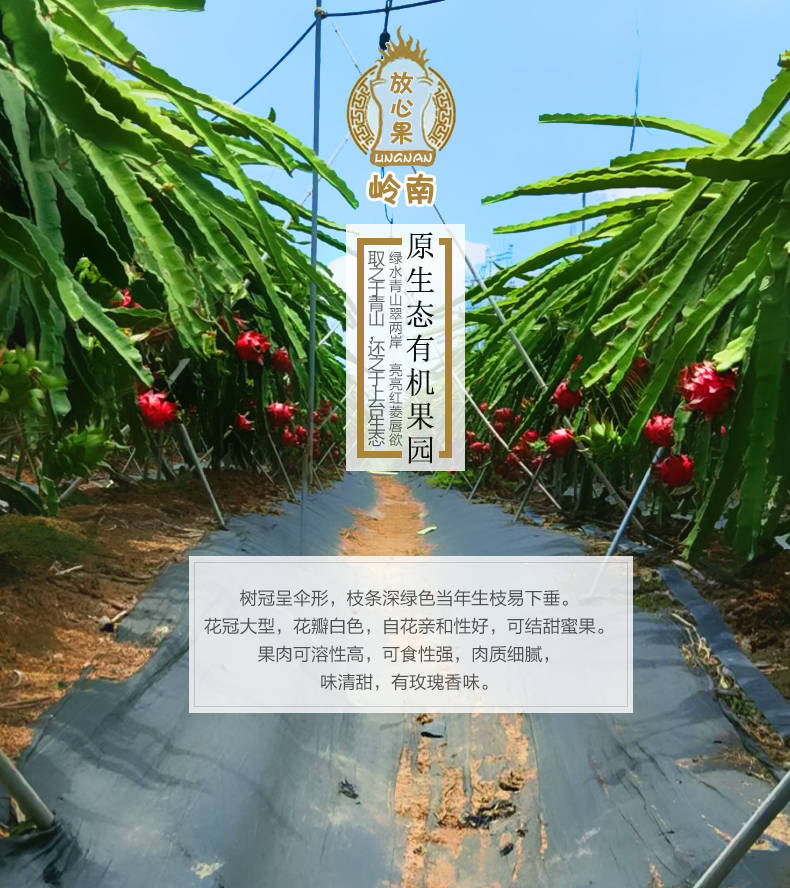 进口红心火龙果新鲜包邮水果当季白心火龙果大果整箱批发多规格