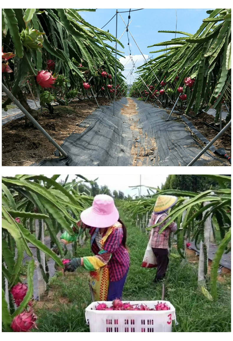 进口红心火龙果新鲜包邮水果当季白心火龙果大果整箱批发多规格