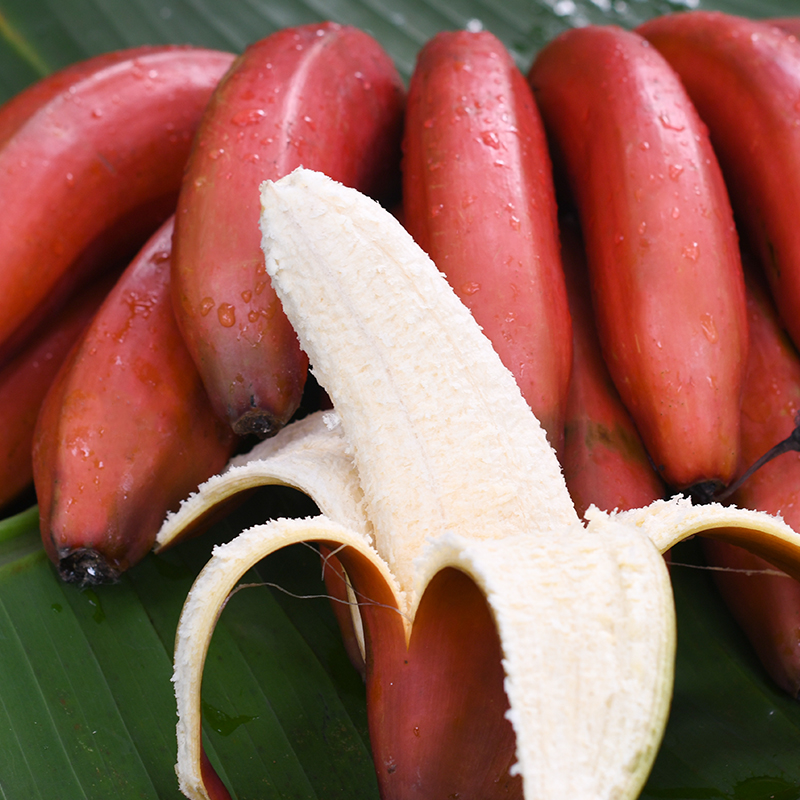 福建土楼美人蕉红皮香蕉批发3/5斤非小米蕉芭蕉皇帝蕉当季水果