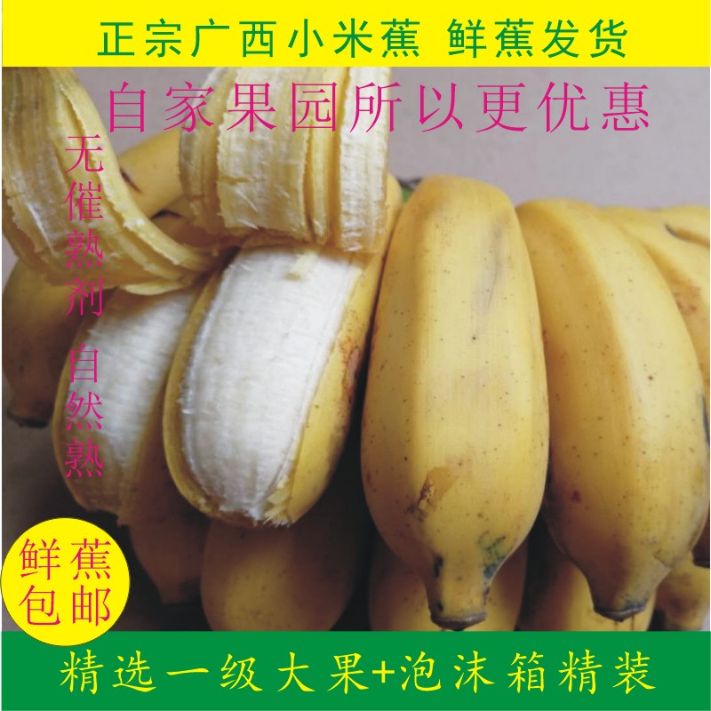 广西小米蕉  新鲜水果 新鲜香蕉现采现发