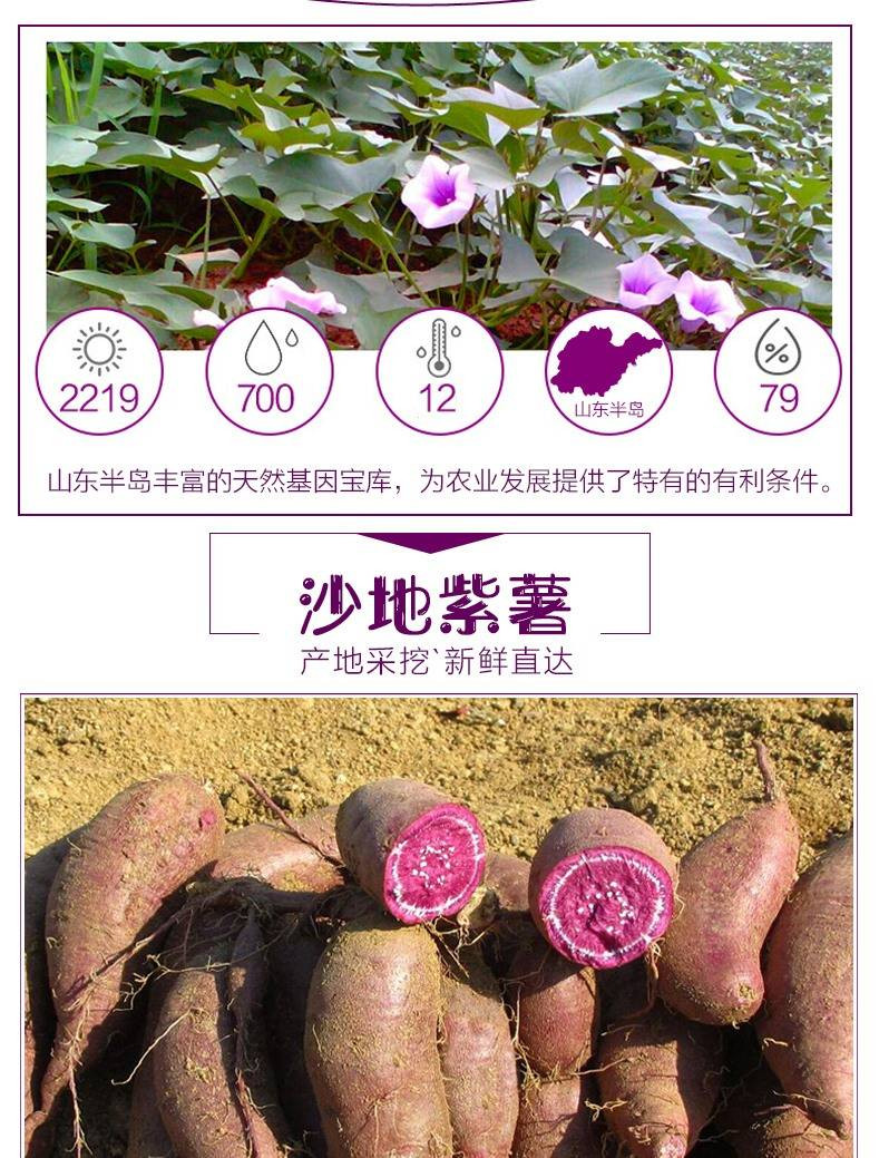 紫薯新鲜紫薯10斤山东紫薯紫地瓜红薯番薯3斤5斤10斤包邮