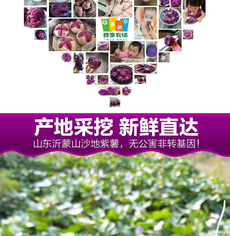 紫薯新鲜紫薯10斤山东紫薯紫地瓜红薯番薯3斤5斤10斤包邮