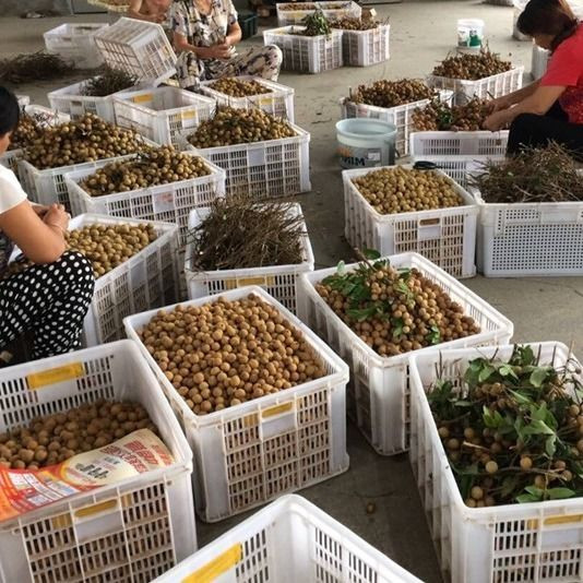 莆田特产桂圆干批发1斤精选龙眼干 核小肉厚零食农家干货