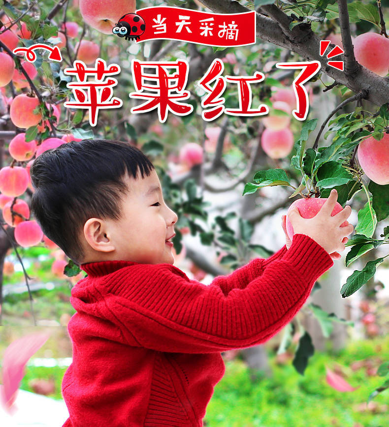 【苹果10斤】坏果包赔新鲜红富士苹果苹果水果整箱批发