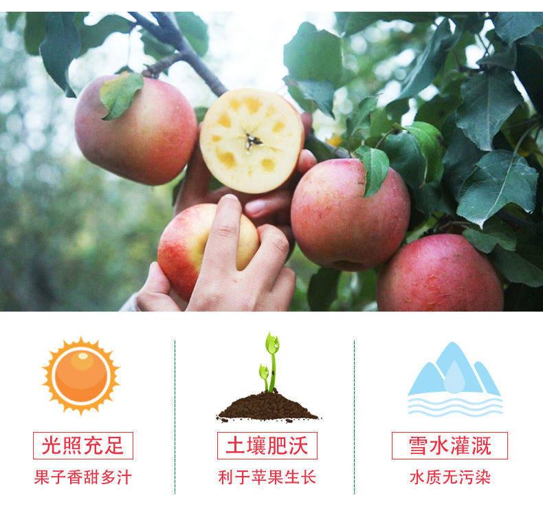 新疆阿克苏冰糖心苹果10斤5斤当季新鲜水果红富士