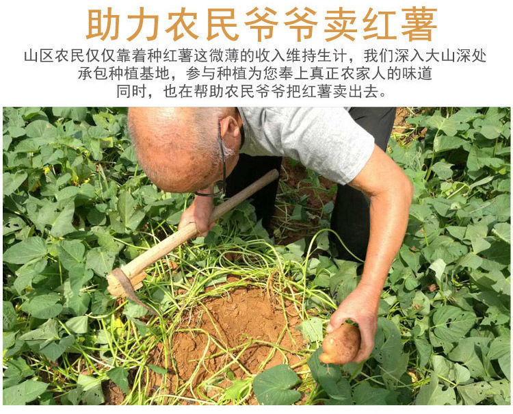 【新鲜红薯】现挖现发沙地番薯香薯黄心蜜薯地瓜整箱5斤可选红薯