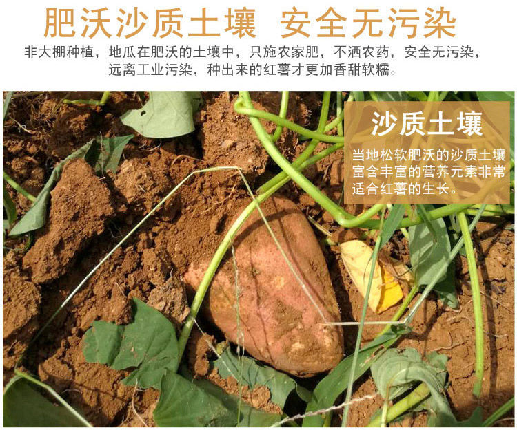 【新鲜红薯】现挖现发沙地番薯香薯黄心蜜薯地瓜整箱5斤可选红薯