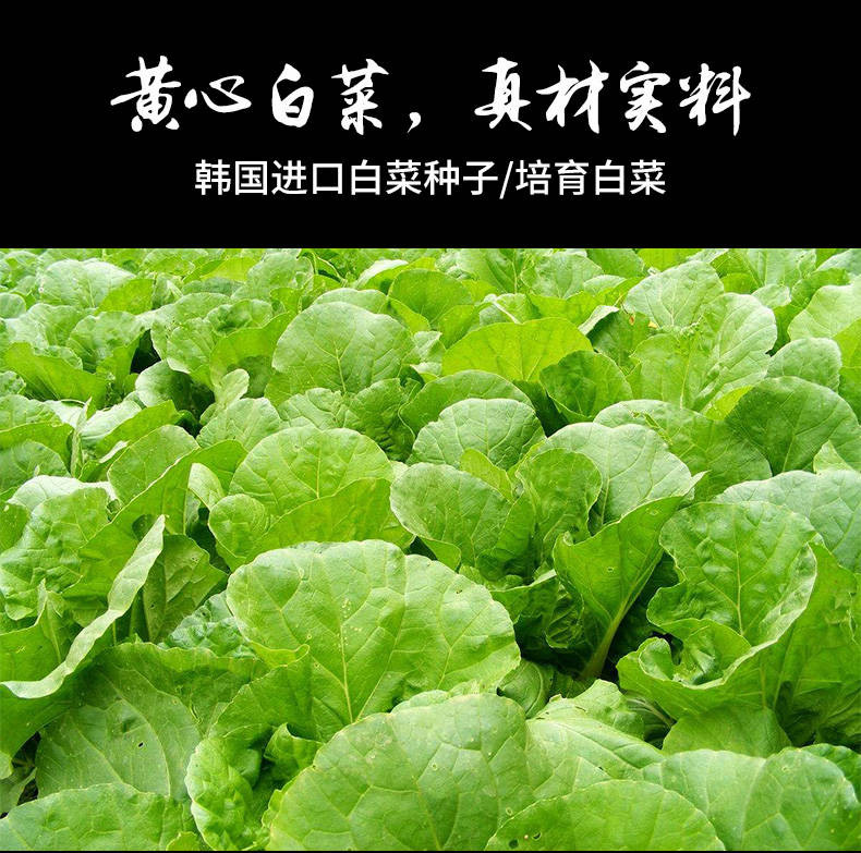 【48小时内发货】韩国泡菜正宗辣白菜韩式手工免切袋装朝鲜延边腌制酱咸菜下饭菜