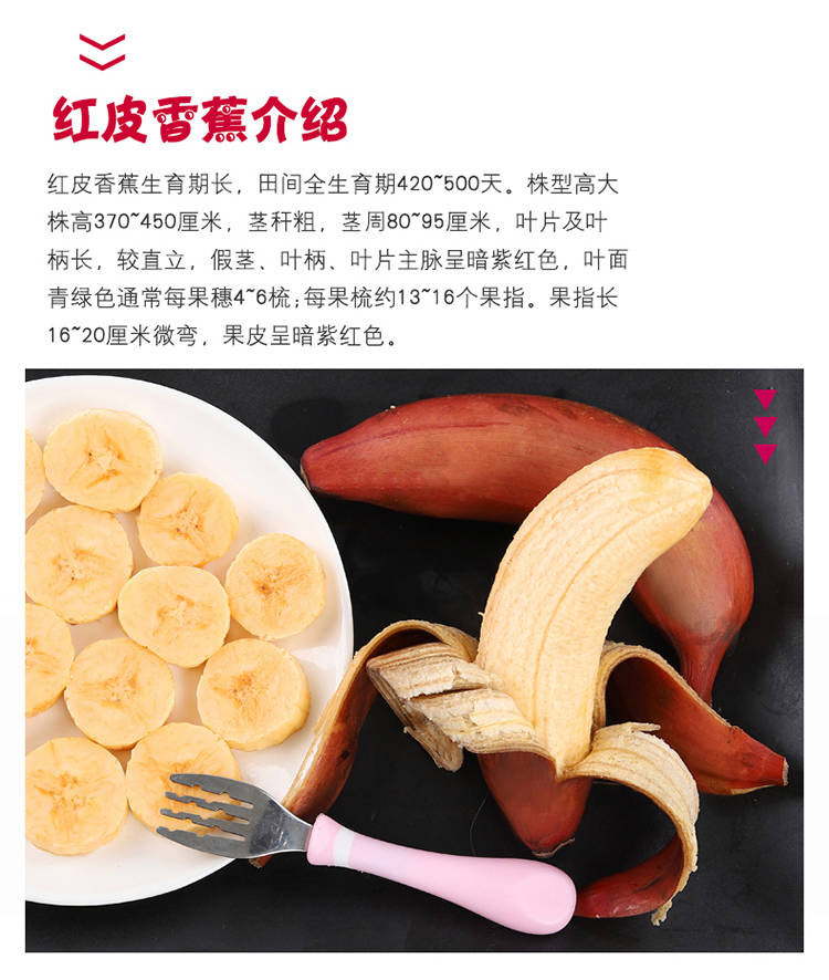  现割红皮香蕉3斤装福建土楼新鲜当季水果红美人红香蕉banana