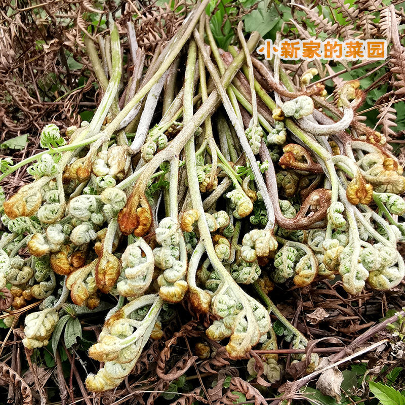 【新鲜现摘】野生蕨菜拳头菜农家野菜山野菜3/5/10斤蕨苔蕨根龙爪