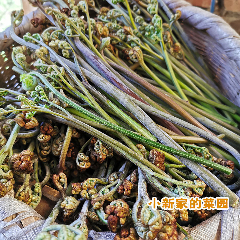 【新鲜现摘】野生蕨菜拳头菜农家野菜山野菜3/5/10斤蕨苔蕨根龙爪