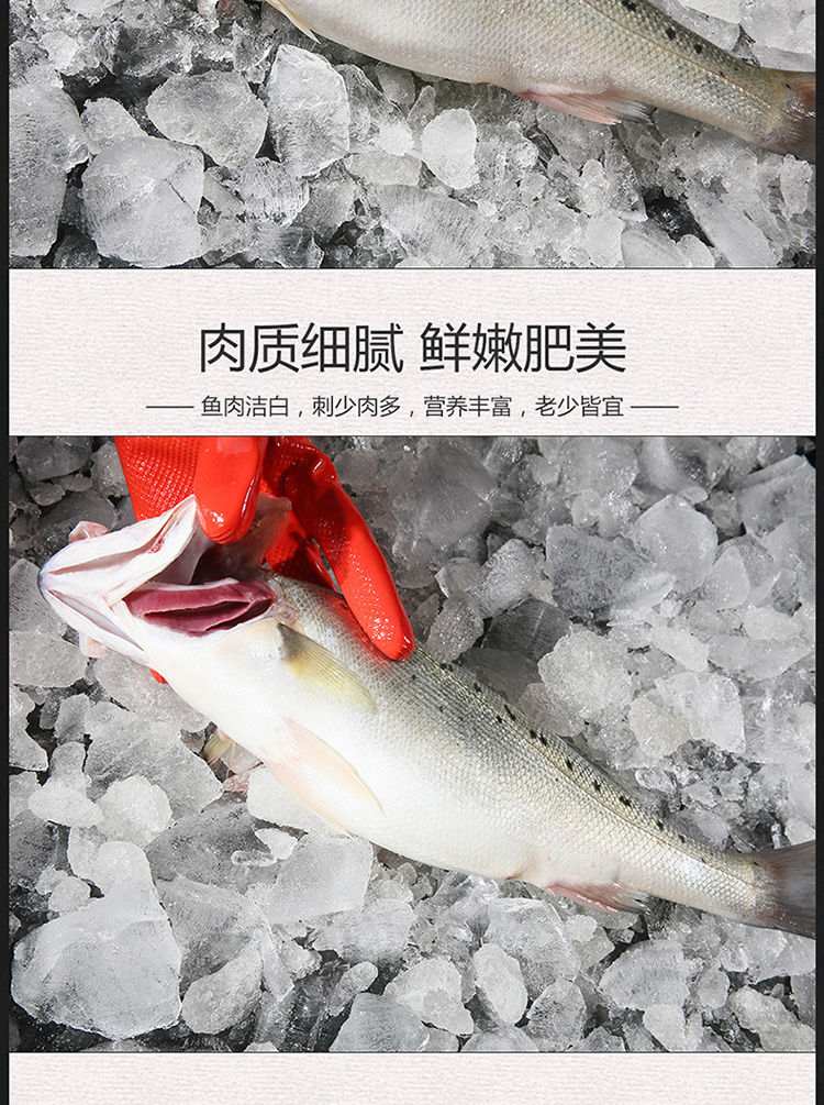 新鲜大鲈鱼花鲈鱼寨花鱼鲈板鱼海鱼海产品海鲜类水产生鲜食品鱼类【48小时内发货】