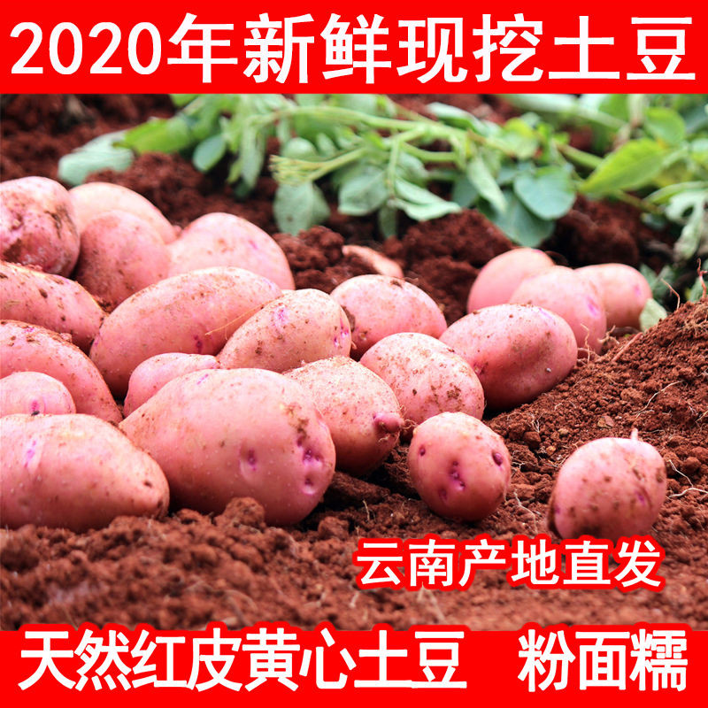 【48小时内发货】2020年云南高原新鲜现挖红皮黄心土豆5斤10斤 洋芋 马铃薯老品种土豆