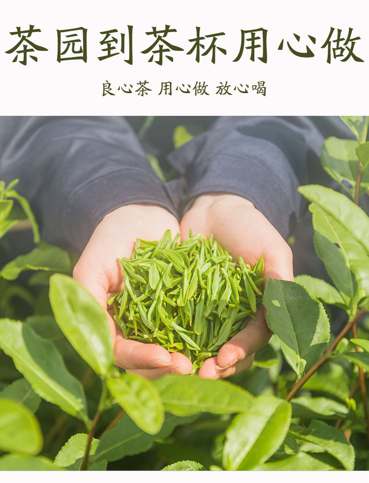 【48小时内发货】正宗西湖龙井茶明前新茶春茶雨前龙井绿茶茶叶散装罐装多规格可选