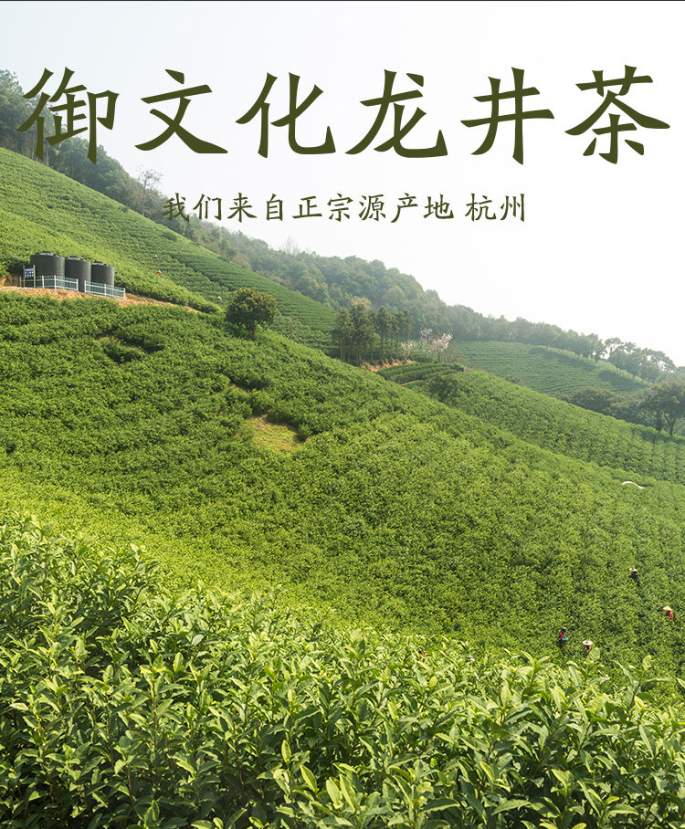 【48小时内发货】正宗西湖龙井茶明前新茶春茶雨前龙井绿茶茶叶散装罐装多规格可选