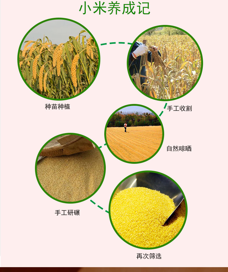 大医生 【新米】东北农家黄小米小黄米吃的食用小米粥粗杂粮批发5斤