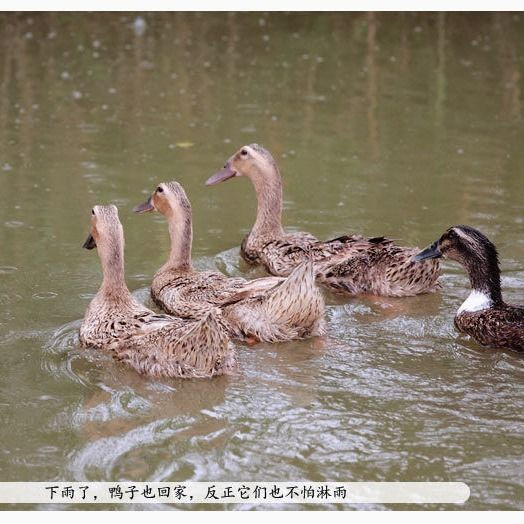 两只正宗农家散养土鸭麻鸭新鲜鸭子肉活体现杀水鸭批发【48小时内发货】