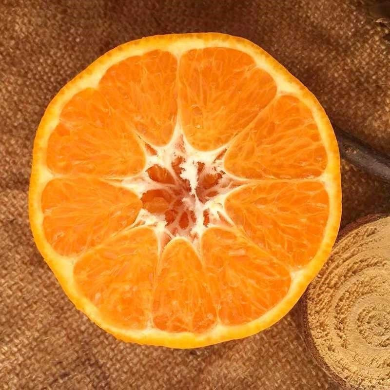 【10斤45.9正宗丑橘】不知火丑橘应季新鲜水果丑柑丑八怪橘子桔子粑粑柑