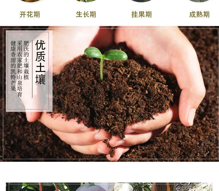 【48小时内发货】攀枝花凯特大芒果水果新鲜孕妇当季10斤整箱大青芒金煌5斤