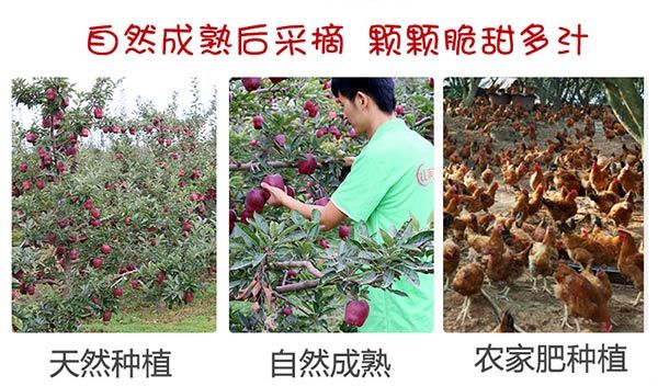 现货花牛苹果新鲜应季甘肃蛇果粉面甜宝宝辅食刮泥水果5斤