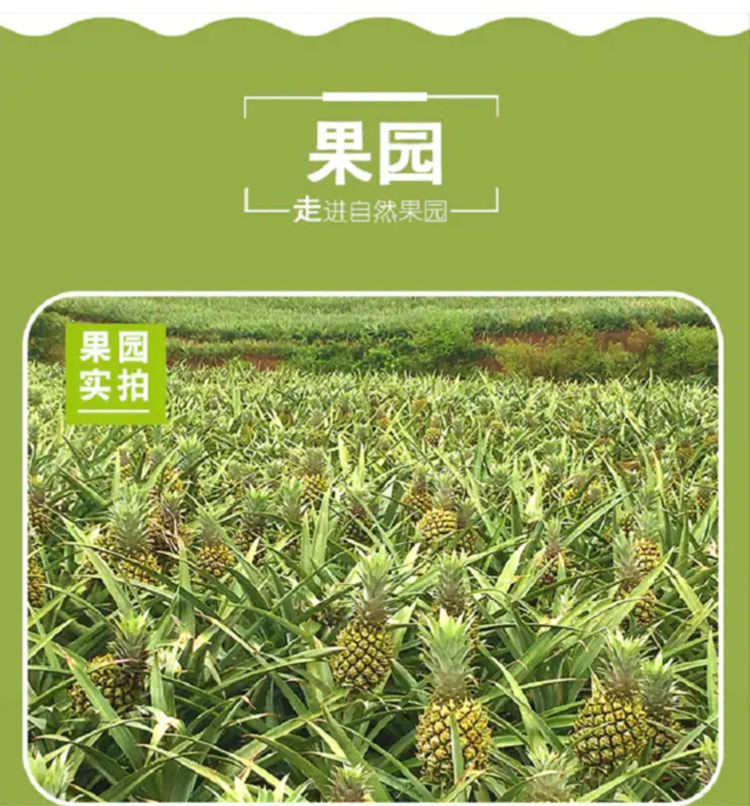 【48小时发货】新鲜大菠萝徐闻香水菠萝大果菠萝蜜香脆甜爽手撕菠萝凤梨云南菠萝