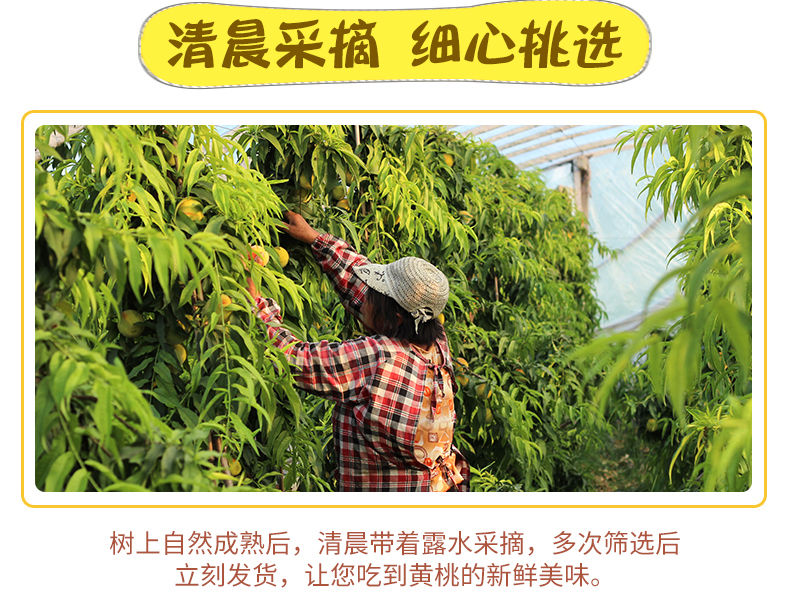  新鲜水果黄桃桃子现摘现发孕妇水果非油桃血桃水蜜桃黄桃