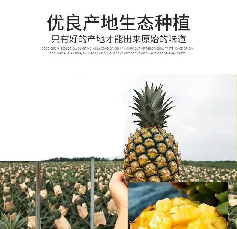 【超甜】正宗金钻凤梨新鲜水果手撕无眼菠萝树上熟一整箱批发菠萝