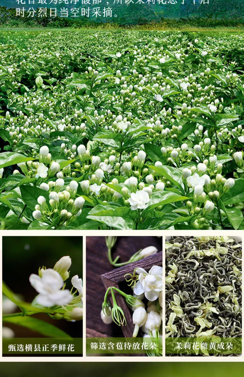  2023年新茶茉莉花茶特级浓香型茶叶广西横县莉花茶飘雪茶叶春茶散装罐装125g