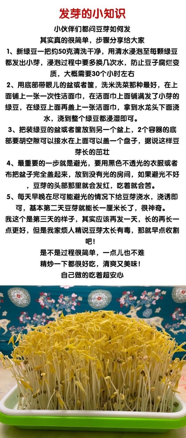 东北绿豆3斤发芽明绿豆农家自种绿豆杂粮批发绿豆非转基因