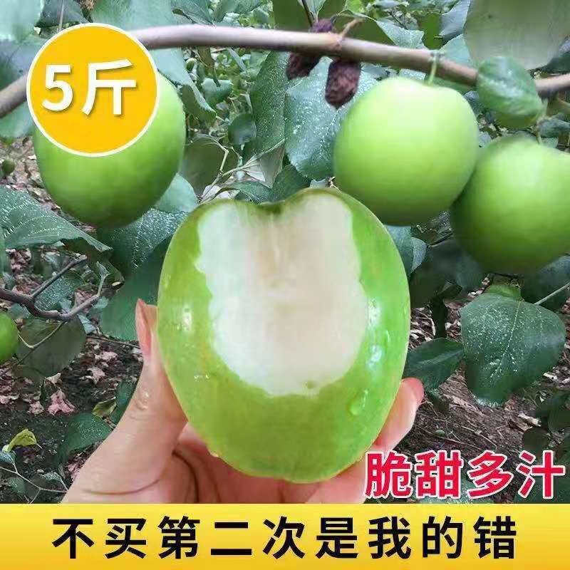 牛奶大青枣新鲜水果斤5/3斤(单果50-150g)冬枣蜜枣贵妃枣