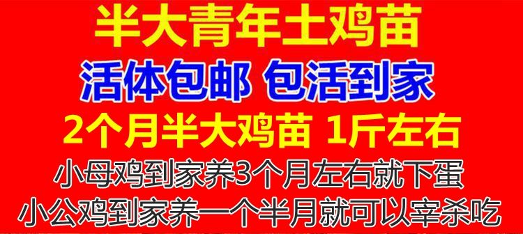 【活体发货】草鸡苗土鸡苗小鸡苗大种活体半大下蛋小母鸡小公鸡活物青年批发