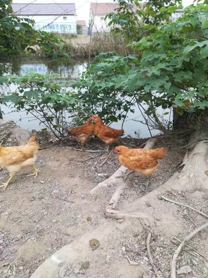 【活体发货】草鸡苗土鸡苗小鸡苗大种活体半大下蛋小母鸡小公鸡活物青年批发