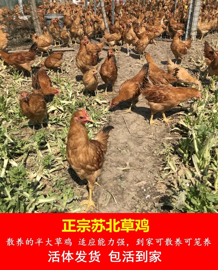 【活体发货】草鸡苗土鸡苗小鸡苗大种活体半大下蛋小母鸡小公鸡活物青年批发